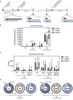 In-depth analysis of T cell immunity and antibody responses in heterologous prime-boost-boost vaccine regimens against SARS-CoV-2 and Omicron variant